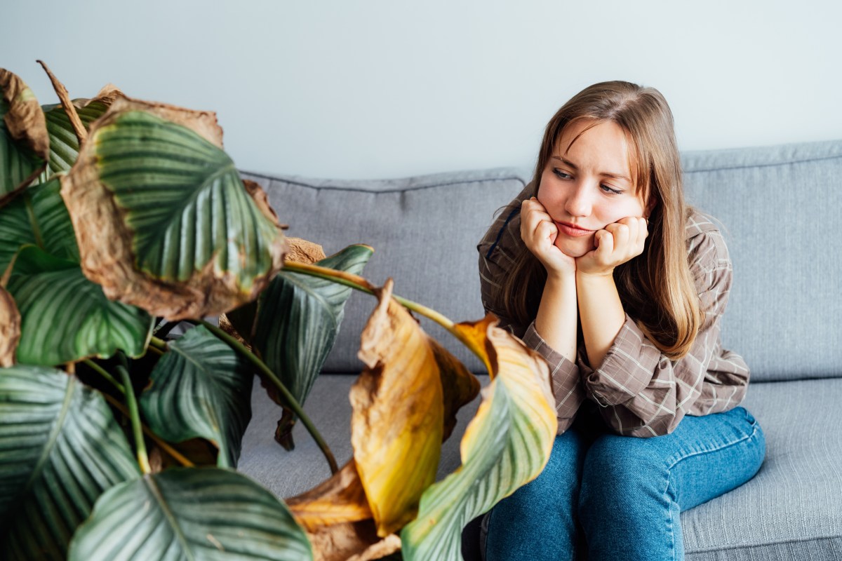 5 plantas que debes eliminar de casa para la suerte según el Feng Shui