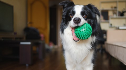 El Border Collie es una raza británica de perro pastor, de tamaño mediano. Es originario de la región de la frontera anglo-escocesa.