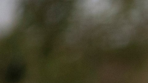 Varias personas fueron separadas de sus familiares en el parque de Arkansas, lo que por instantes provocó desesperación.