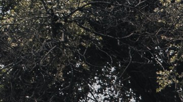 Se calcula que cerca de 200,000 personas quedaron desplazadas por los incendios.