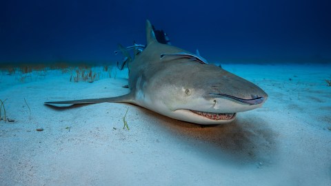 El hombre fue mordido por un tiburón limón, llamado así por el color amarillento de su dorso.