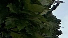 Vehículos de emergencia en el campus de Atlanta de la Universidad Emerson, tras reportes de un tirador activo.