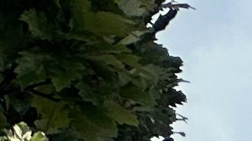 Vehículos de emergencia en el campus de Atlanta de la Universidad Emerson, tras reportes de un tirador activo.