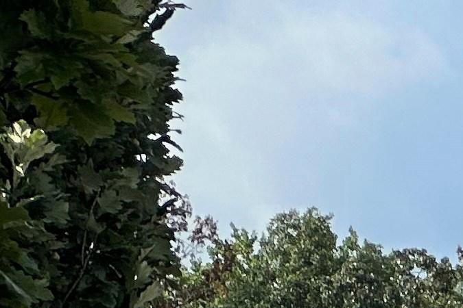 Vehículos de emergencia en el campus de Atlanta de la Universidad Emerson, tras reportes de un tirador activo.