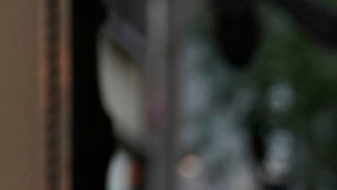 Gobierno de Trump inicia operativos migratorios en Chicago y Boston