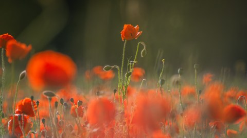 Plantíos de amapolas