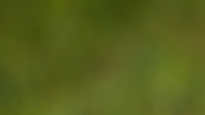 Conoce una fruta común que fortalece el sistema inmunológico de los bebés