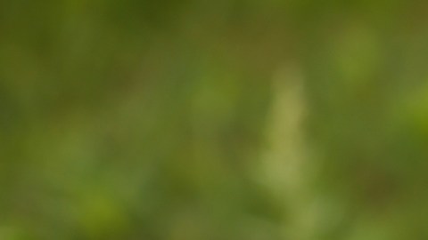 Conoce una fruta común que fortalece el sistema inmunológico de los bebés