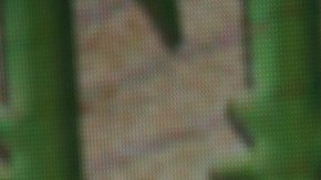 Árbol se desploma sobre el auto de Arturo Carmona: esto fue lo que pasó