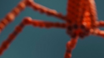 ¡Fagoterapia al rescate! Para combatir a superbacterias que amenazan con matar a millones de personas para 2050