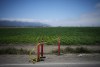 A farm field is seen on Friday, July 11, 2025, in Camarillo, Calif. (AP Photo/Jae C. Hong)