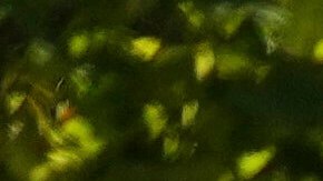 Wendy Lucas, a student at Utah Valley University, kneels at a growing memorial on campus for Charlie Kirk, the CEO and co-founder of Turning Point USA, Friday, Sept. 12, 2025, in Orem, Utah. (AP Photo/Lindsey Wasson)Wendy Lucas, estudiante de la Universidad del Valle de Utah, se arrodilla ante un creciente monumento en el campus para Charlie Kirk, director ejecutivo y cofundador de Turning Point USA, el viernes 12 de septiembre de 2025, en Orem, Utah.