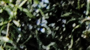 Dressed in traditional make-up and costume a couple participates in a procession during the celebration for the Day of the Dead at the Hollywood Forever Cemetery in Los Angeles on Saturday, Oct, 30, 2021. Day of the Dead, is a Mexican holiday where families welcome back the souls of their deceased relatives for a brief reunion that includes food, drink and celebration. (AP Photo/Richard Vogel)