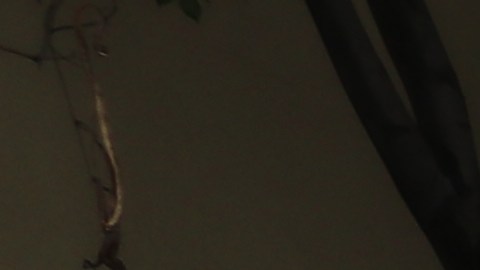 José M. Hernández, ingeniero y astronauta mexicoamericano, fue el gran mariscal del desfile.