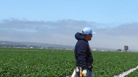 Trabajadores mexicanos en campos de cultivo estadounidenses