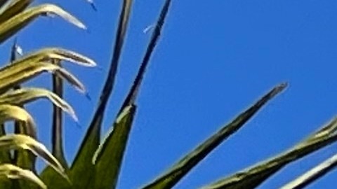 Los 9 alimentos congelados más deliciosos de Trader Joe's