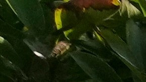 Personas protestan contra la redistribución de distritos electorales en Missouri.