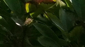 Personas protestan contra la redistribución de distritos electorales en Missouri.