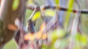 La rabia anda suelta: se están disparando los casos en Estados Unidos