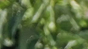 People watch as immigration agents conduct an operation at a car wash on Friday, Aug. 15, 2025, in Montebello, Calif. (AP Photo/Gregory Bull)