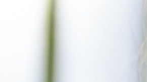 Starbucks, demanda de trabajadores por nuevo código de vestimenta