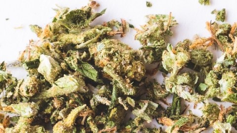 Texas emite una orden para prohibir la venta a menores de THC, principal compuesto de la marihuana