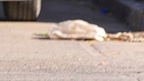 Violencia en Sinaloa