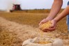 Preocupación entre los agricultores de Estados Unidos por mala temporada