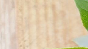 El ajo y laurel protegen a nuestra billetera de energías negativas.