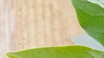 El ajo y laurel protegen a nuestra billetera de energías negativas.