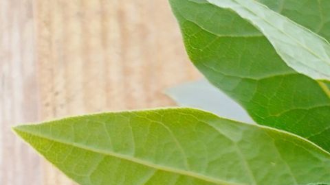 El ajo y laurel protegen a nuestra billetera de energías negativas.