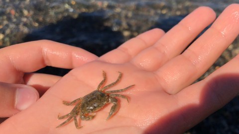 El pequeño cangrejo, de apenas unos centímetros, sobrevivió durante su extracción del oído del niño.