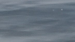 El inmigrante se presentó en las oficinas de ICE debido a un problema con el grillete electrónico que portaba y fue arrestado.