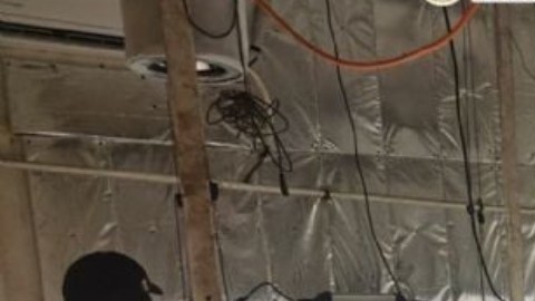 Descubren invernadero de marihuana.