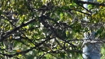 Medios refieren a una antigua publicación en Facebook de la madre de Sanford que indicaba que él sirvió en Irak entre 2004 y 2008.