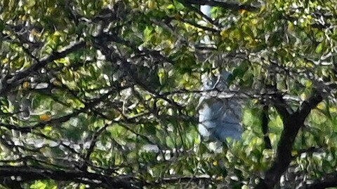 Medios refieren a una antigua publicación en Facebook de la madre de Sanford que indicaba que él sirvió en Irak entre 2004 y 2008.