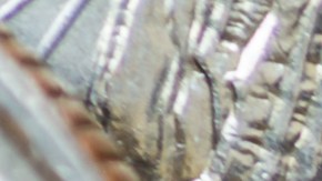 ¿Tienes esta moneda de 10 centavos? Podrías obtener hasta $156,000