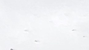 Desde el pasado 7 de mayo, los oficiales de TSA solicitan a viajeros domésticos una licencia de conducir que integre un Real ID.