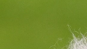 Previo al anuncio, el propio Trump describió al grupo como un "desastre enfermizo, peligroso y de izquierda radical”.