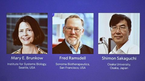 Qué son las células T, las "guardias de seguridad" del sistema inmunológico cuyo descubrimiento fue premiado con el Nobel de Medicina 2025