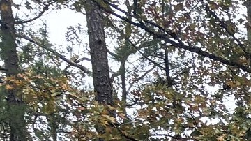 El adolescente se encontraba acompañado de un amigo cuando, de acuerdo con los testigos, perdió el equilibrio y resbaló desde el borde del mirador.