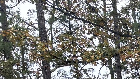 El adolescente se encontraba acompañado de un amigo cuando, de acuerdo con los testigos, perdió el equilibrio y resbaló desde el borde del mirador.