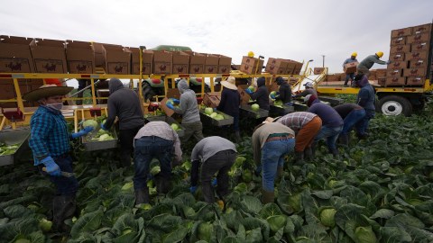 La Administración Trump reducirá el salario para trabajadores agrícolas.