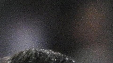 Los Puma de la UNAM tienen siete partidos seguidos sin ganar.