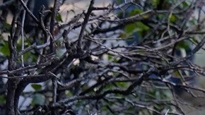 Agentes federales han actuado con violencia contra manifestantes en Chicago.