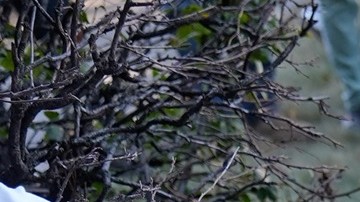 Agentes federales han actuado con violencia contra manifestantes en Chicago.