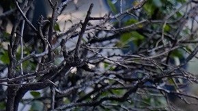Agentes federales en Chicago están bajo la lupa por acciones violentas contra manifestantes.