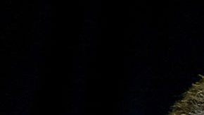 Adriano Espaillat, presidente del Caucus Hispano en el Congreso