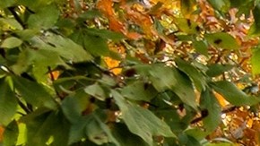 COLA del Seguro Social se retrasa