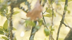 Beneficios de caminar para personas mayores: ¿cuántos pasos debes dar para reducir el riesgo de muerte prematura?